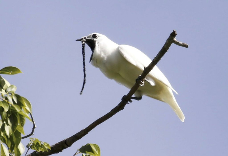 This image obtained October 21, 2019 courtesy of Anselmo dâAffonseca shows a male white bellbird (Procnias albus) screaming its mating call