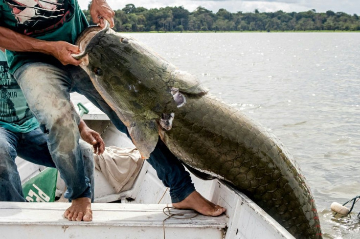 Fishermen land a pirarucu -- one of the world's biggest freshwater fish -- at the Amana Sustainable Development Reserve in Brazil's Amazonas state