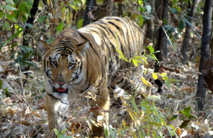 India is home to almost 75 percent of the world's tigers and has at present 2,967 of the big cats