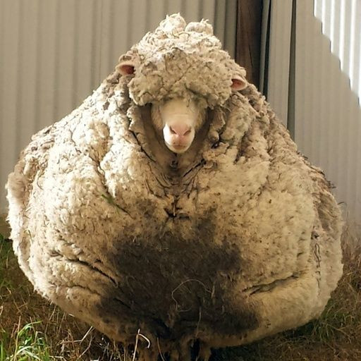 Chris the sheep made headlines after being found wandering with masses of wool sagging from its frame