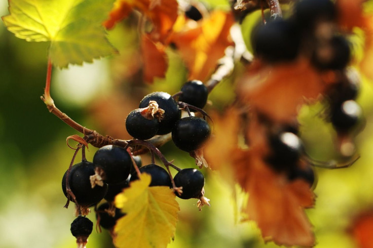 superfood that could help fight type 2 diabetes - blackcurrant