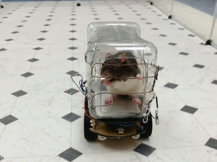 Scientists have reported successfuly training rodents to drive tiny cars in exchange for tasty bits of Froot Loops cereal, and found that learning the task lowered their stress levels