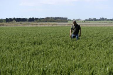 Farmer Daniel Berdini walks in a wheat field at a farm near Ramallo on October 9