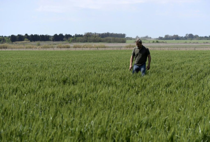 Farmer Daniel Berdini walks in a wheat field at a farm near Ramallo on October 9