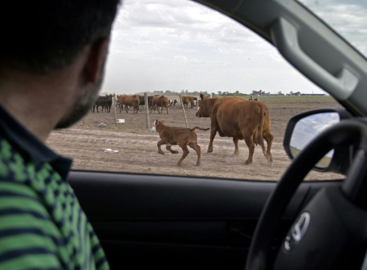 Farmer Daniel Perez drives cattle to a corral at his farm near Ramallo, on October 9