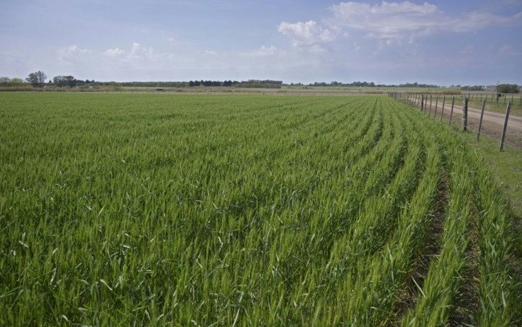 A wheat field is seen at a farm near Ramallo