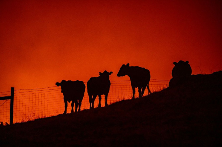 California's fires have been fueled by years of drought and dry vegetation