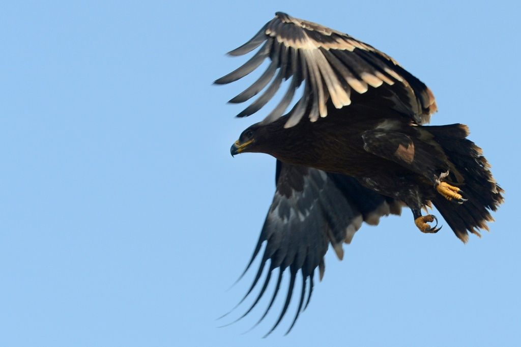 National Save The Eagles Day: Five Endangered Species That Battle For