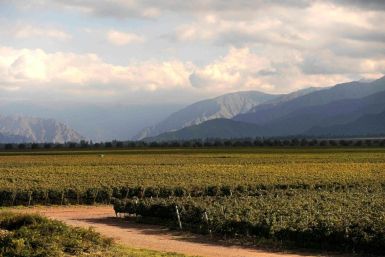 Malbec wine from the Mendoza region is exported worldwide but with the economic crisis many have switched to beer
