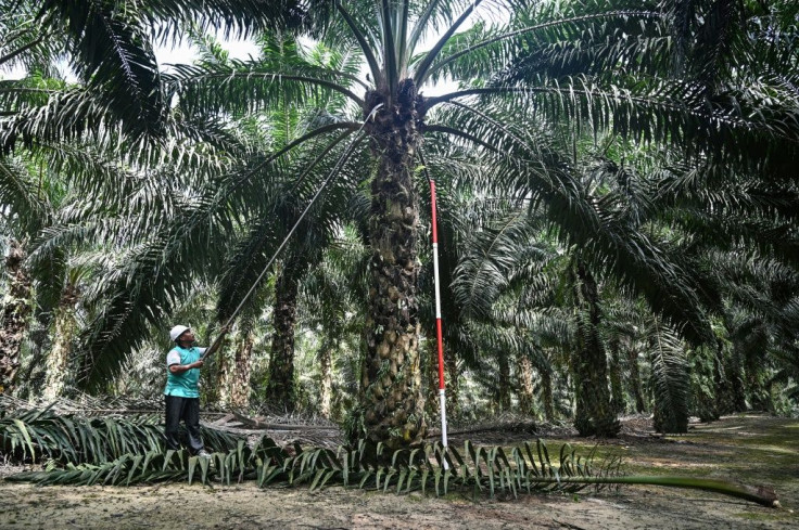 Malaysia's mammoth palm oil sector is under threat after PM Mahathir Mohamad criticised India's moves in the Kashmir region