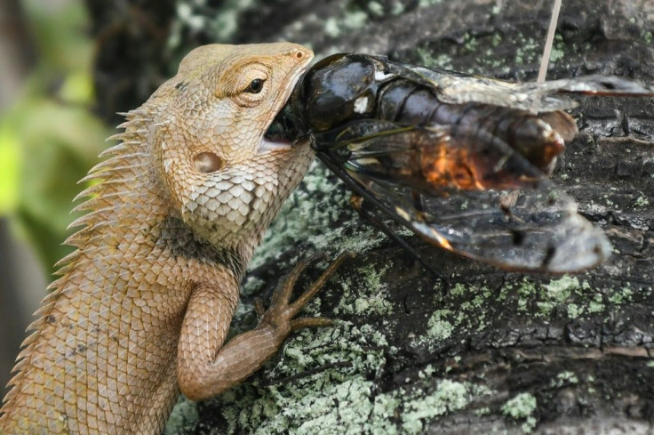 Lizards generally live on a diet of insects, including plant-eaters, like crickets, as well as predators, such as spiders and beetles