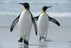 King penguins are the main attraction at Volunteer Point in the Falkland Islands