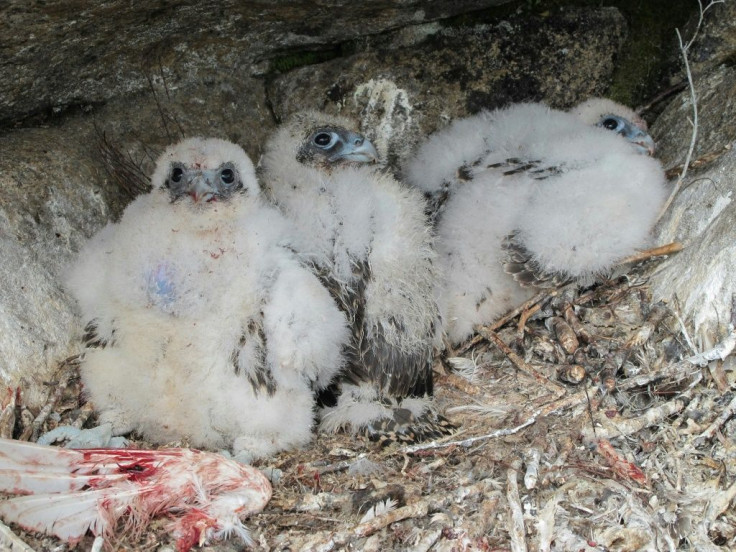 Gyrfalcons, the largest species of the predator once prized by Russia's tsars, breed in northern climates and are sought after for their size and intelligence