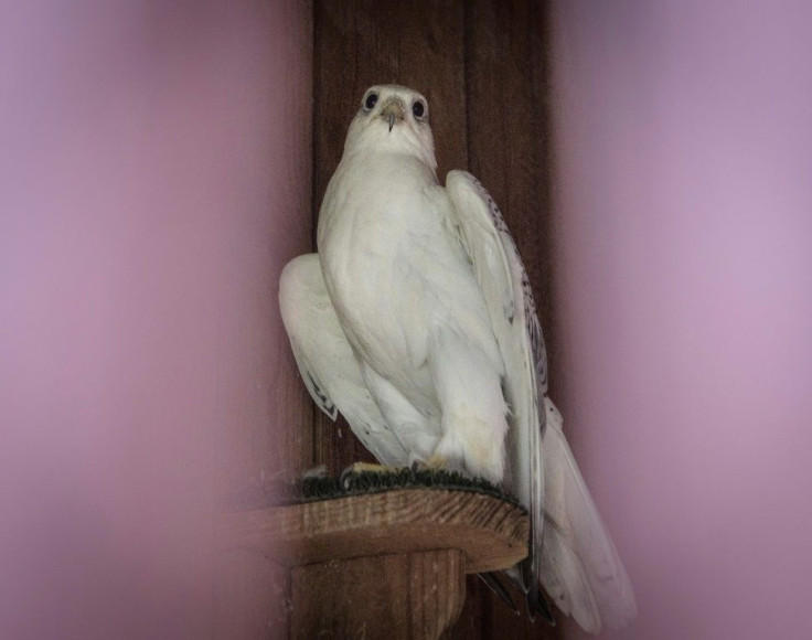 White gyrfalcons are especially prized, fetching higher prices