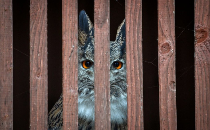 Poachers lure falcons to snares with live bait, then swaddle and hood them before beign smuggled over the border