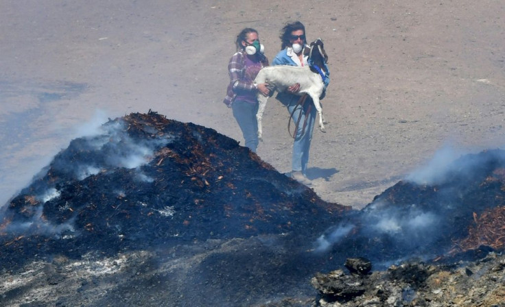 Laura Horvitz (R) and Robyn Phipps help rescue goats from a ranch near the Reagan Presidential Library in Simi Valley during the Easy Fire in Simi Valley, California on October 30, 2019
