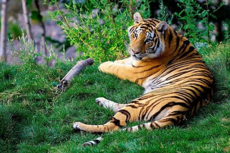 bengal-tiger-1149535_640