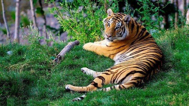 bengal-tiger-1149535_640