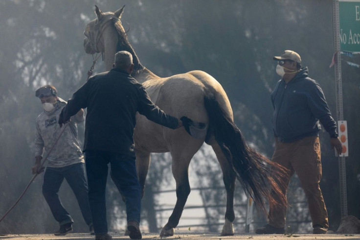 A horse is evacuated from the Easy Fire on October 30, 2019 near Simi Valley, California