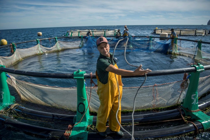 Aquaculture offers hope to struggling fishermen in the Moroccan city of M'diq