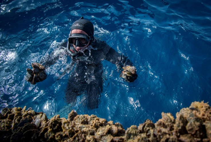 A diver gathers mussels in a farm off the coast of the port city of Nador in Morocco