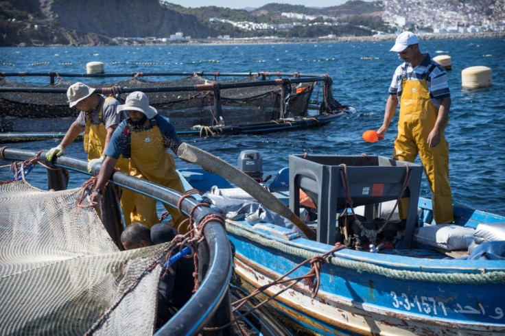 Fishermen work on a fish farm off the Moroccan city of M'diq on the Mediterranean