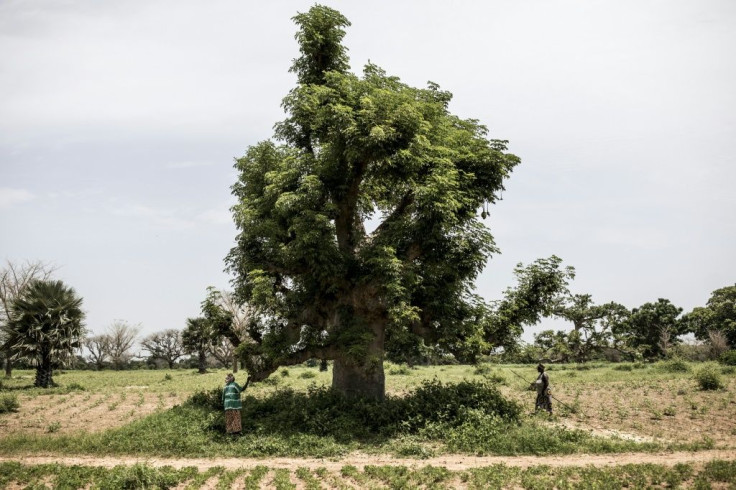 The might baobab is a national symbol of Senegal, where locals have long prized the tree's many uses