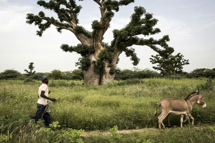 Bandia forest has had protected status since 1933 and is home to a wildlife reserve