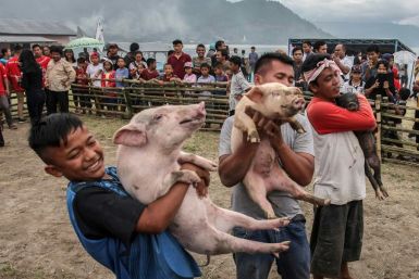 Contestants in a pig-catching competition show off their prize in Muara, Indonesia