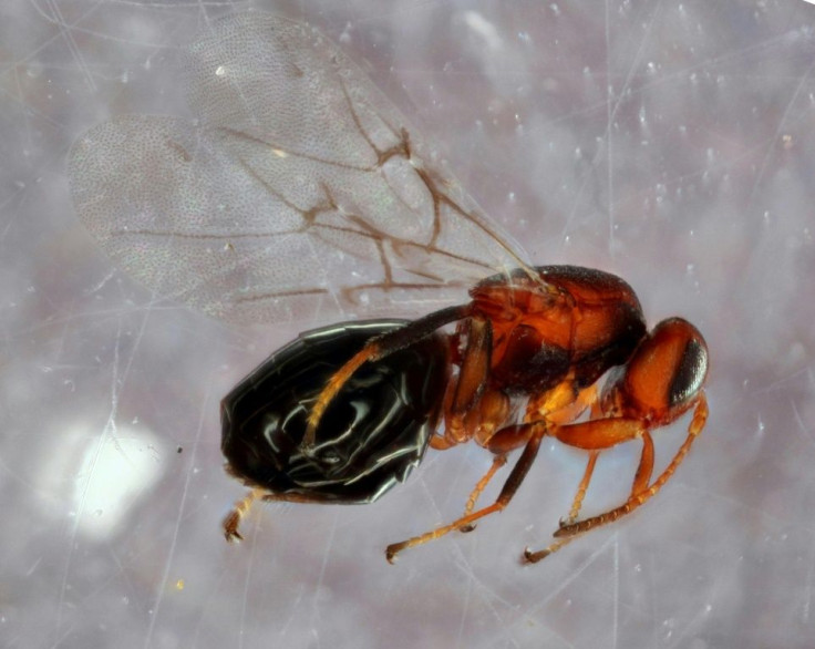 This handout image obtained courtesy of Andrew Forbes/University of Iowa shows a species of gall wasp (Bassettia pallida), a parasite that infests oak trees and is itself infested by another newly discovered wasp