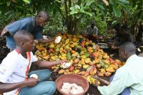 Cocoa farmers use hooked knives to break open the cocoa pods on a plantation near Sinfra in Ivory Coast's Central region