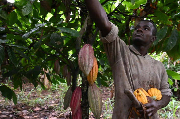 October cocoa harvest time for a farmer in central Ivory Coast