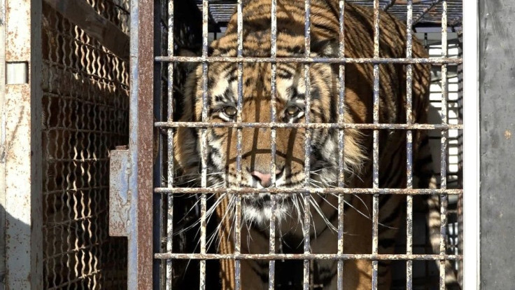 The nine tigers that survived the journey were taken in by two Polish zoos last week