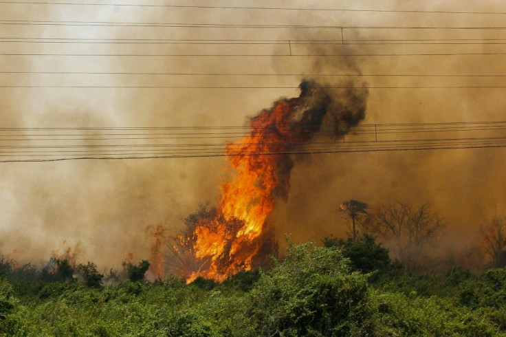 Handout picture released by Mato Grosso do Sul State Government showing a forest fire at the Pantanal ecoregion of Brazil on October 30, 2019