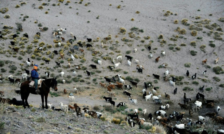 Sazo and other goat breeders scattered along the Andes foothills are on the frontline of climate change