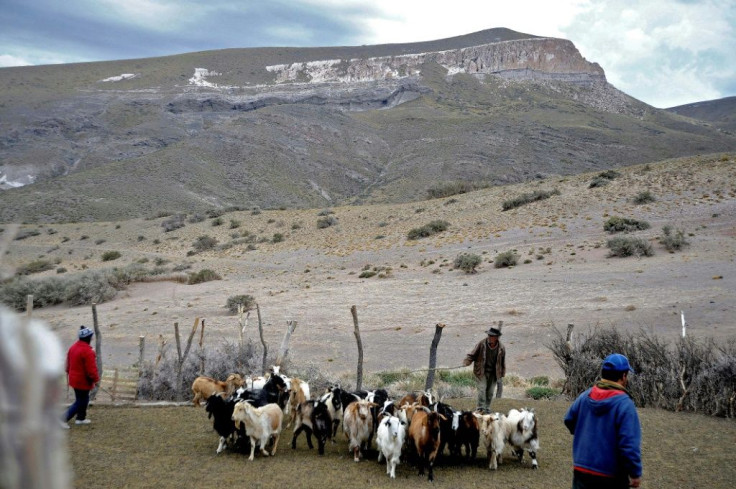 Goats being herded into a corral after grazing in El Alambrado, Mendoza province