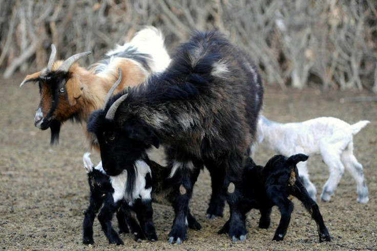 Suckling goat kids feeding from their mother in El Alambrado
