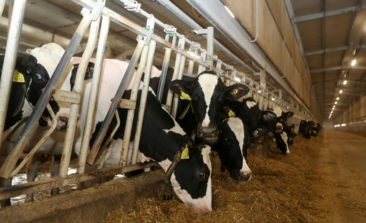 The herd at Baladna farm in Qatar is part of a food security strategy by the emirate, which is under embargo by its neighbours