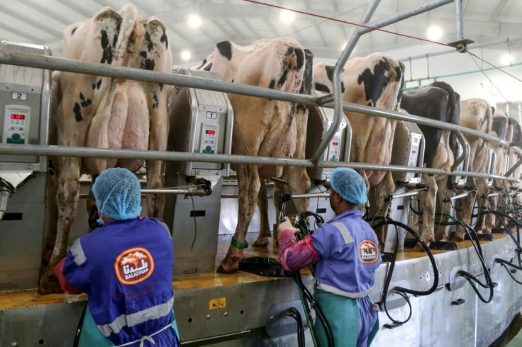 Investors are hoping to milk a healthy profit from Baladna shares