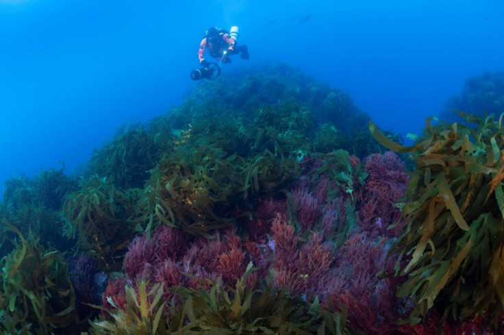 Known as "ghost gear", abandoned fishing objects make up a significant volume of plastic pollution in seas and oceans around the world