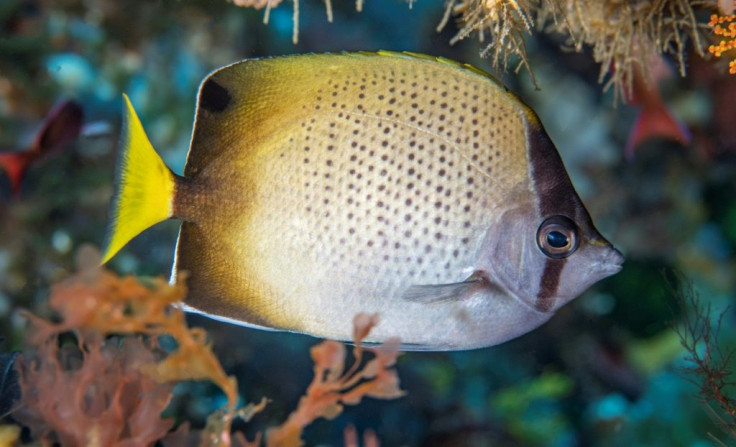 Environmental groups are lobbying the UN to come up with comprehensive governance systems that better protect marine life