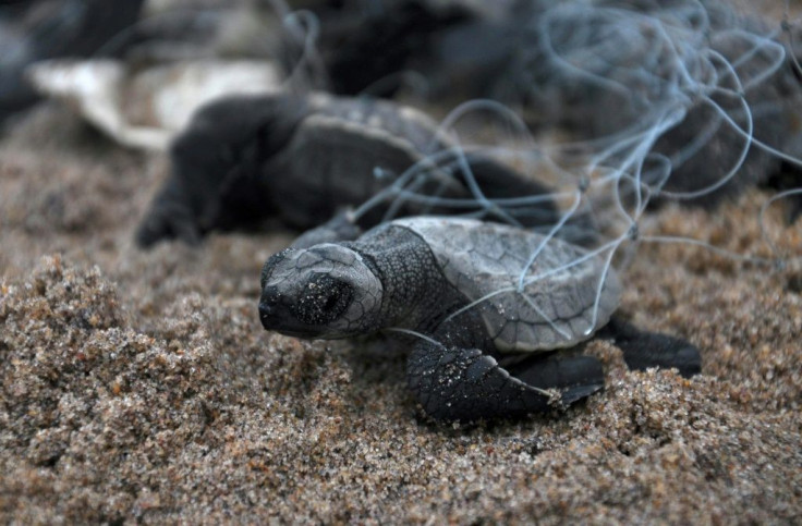 Abandoned fishing nets kill and injure more than 100,000 whales, dolphins, seals and turtles annually, according to UK-based charity World Animal Protection