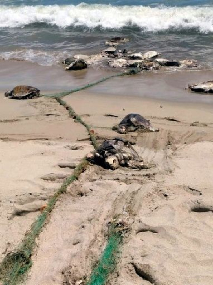 More than 300 endangered sea turtles were killed in a single incident last year after swimming into a what was believed to be a discarded fishing net in southern Mexico