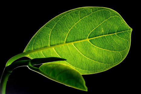 leaf-299931_1920