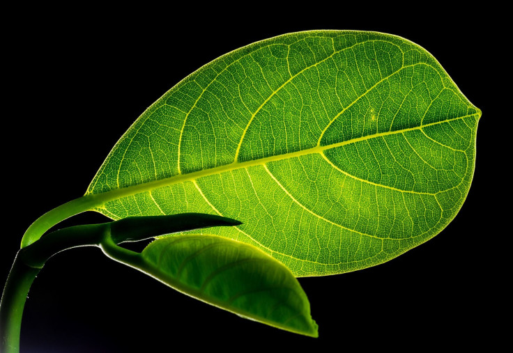 leaf-299931_1920