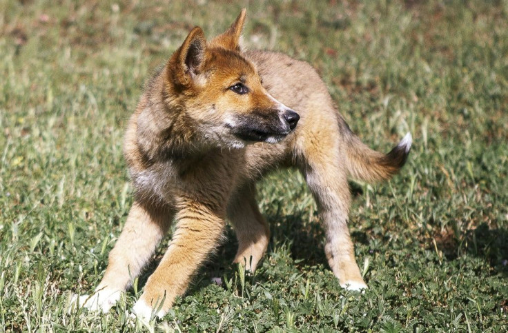 Dingo pup Wandi romps at the Australian Dingo Foundation headquarters near Melbourne