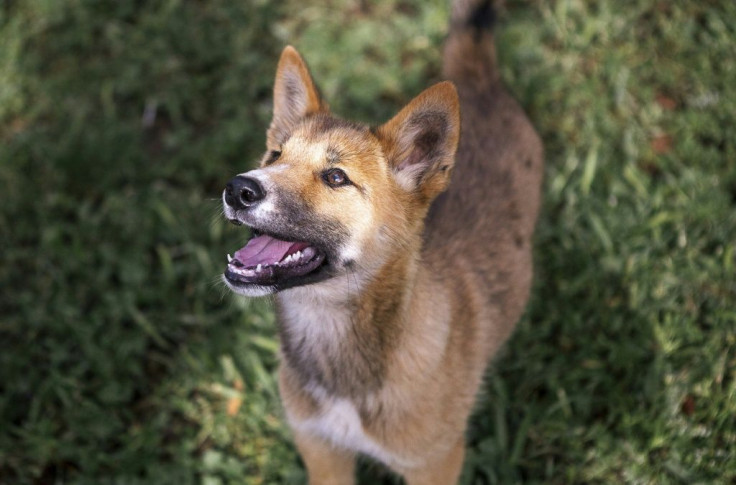 Wandi was found whimpering in a rural back yard with talon marks on his back, leading to speculation he may have been dropped by a bird of prey