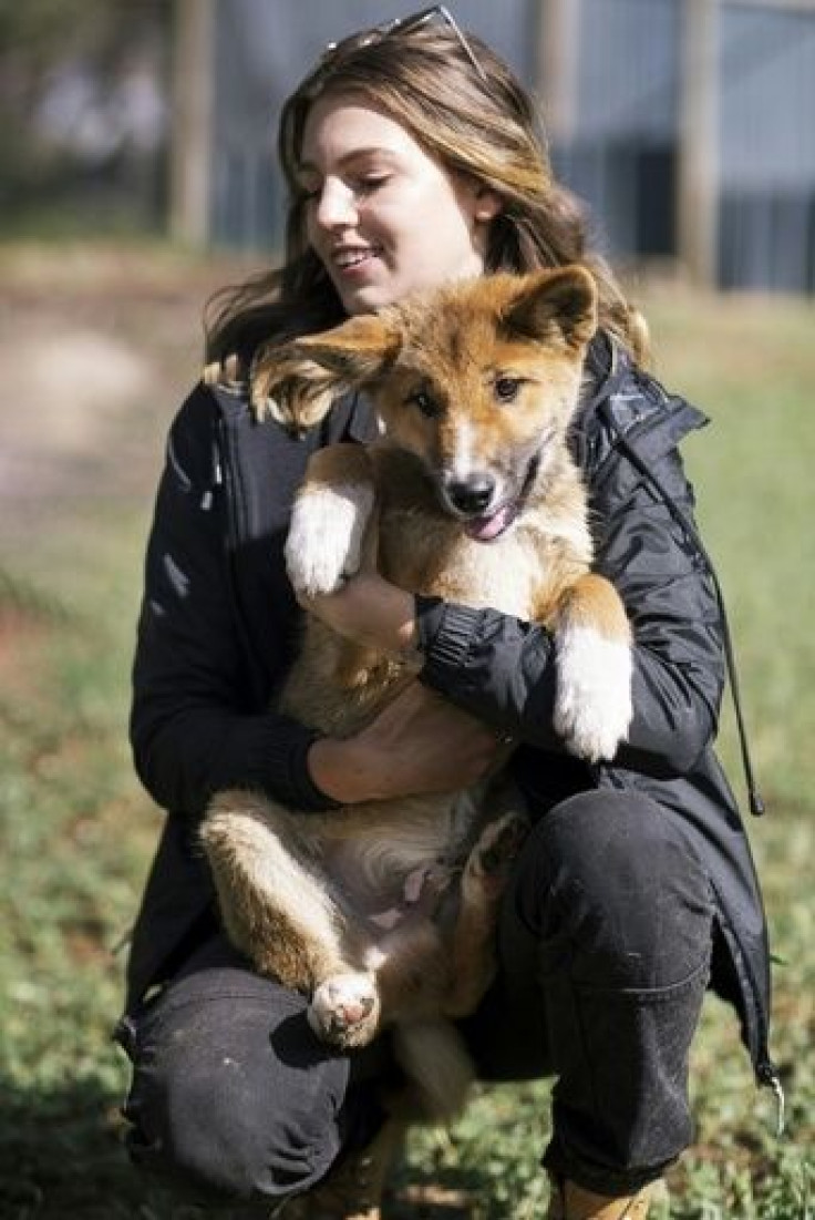 An Australian Dingo Foundation handler shows of Wandi, a rare 100 percent purebred dingo