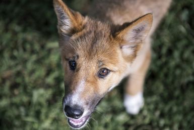 The discovery after DNA testing that Wandi is 100 percent purebred dingo has given experts new hope for the maligned species. Most dingoes in the wild are dingo-dog hybrids