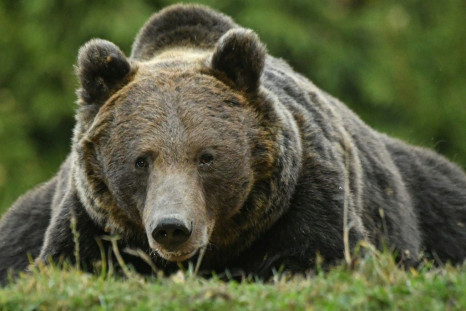 Romania has Europe's highest number of brown bears
